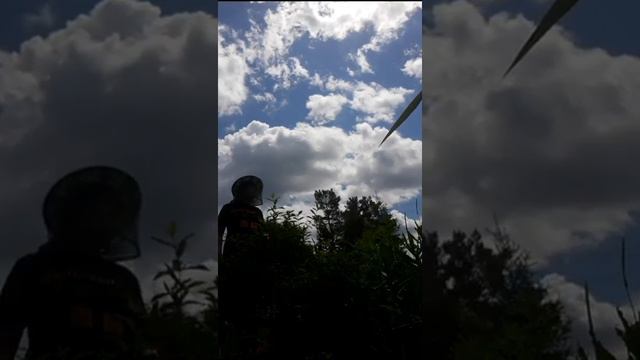 Обзор посадок.Долгоносик хозяйничает. Собираем жимолость. смотреть онлайн