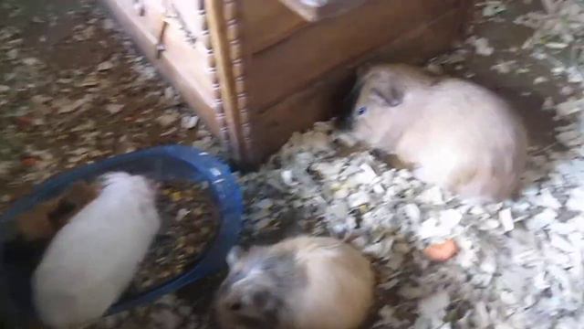 Морские свинки: маленькие и большие. Guinea pig, Cavy смотреть онлайн