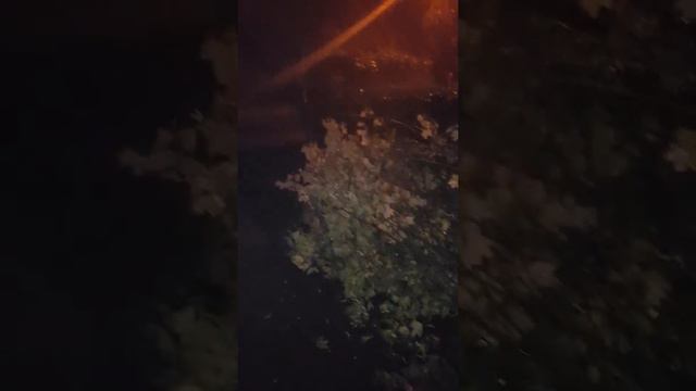 Маламут Путя гуляет в костюме под дождем смотреть онлайн
