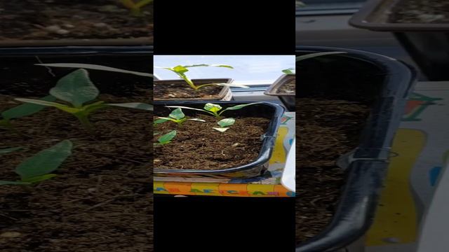 ПЕРЦАМ 2 НЕДЕЛИ..ЧТО ДАЛЬШЕ... смотреть онлайн