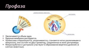 Биология 9 класс. Размножение клетки и её жизненный цикл