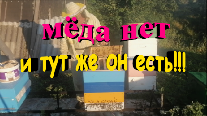 Мёда нет и тут же он есть. Главный взяток в разгаре. смотреть онлайн