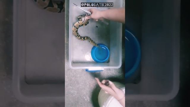 кормление коврового питона смотреть онлайн