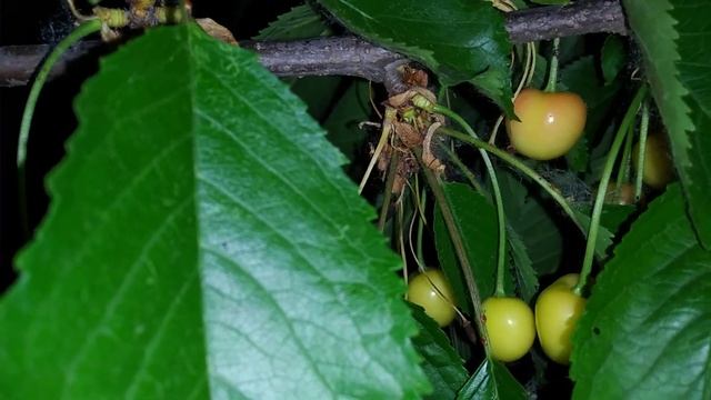 Черешня. Сорт Приусадебная. Созревает. Часть 1 смотреть онлайн