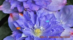 Клематис крупноцветковый Блю Экспложен ? обзор: как сажать, рассада клематиса Блю Экспложен