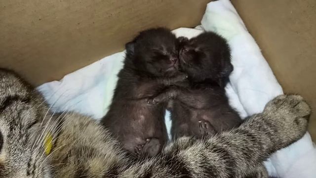 Новорожденные котята смотреть онлайн