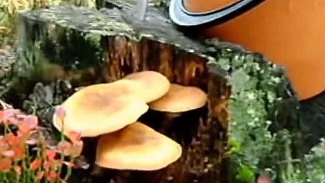 О П Я ТЫЫ ; смотреть онлайн