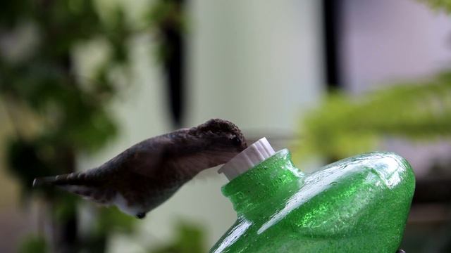 Птички Божьи домой собирайтесь смотреть онлайн