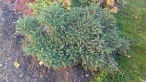 Сосны и ели в моем саду