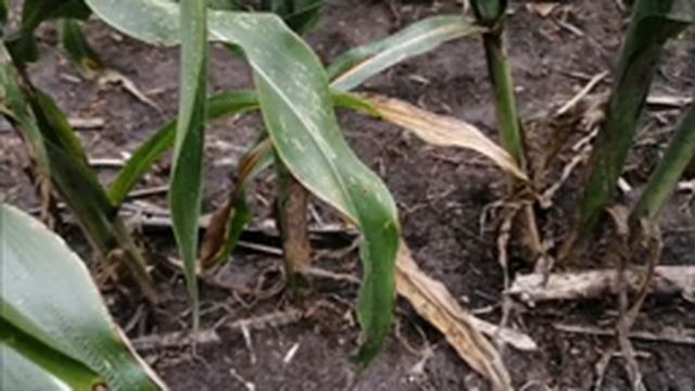 Обзор сорго на 14 августа смотреть онлайн