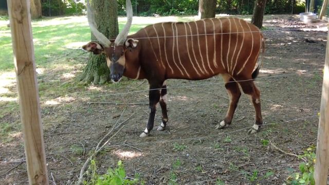 African Safari Wildlife Park, Port Clinton, OH смотреть онлайн