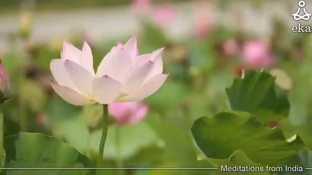 YOGA NIDRA KONKANI || EKA MEDITATION APP || MEDITATION IN KONKANI