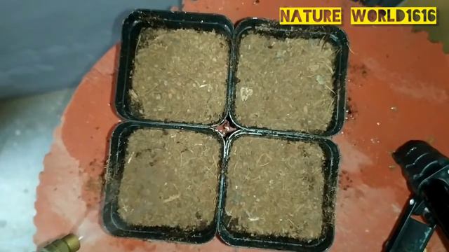 How to grow Adenium seeds смотреть онлайн