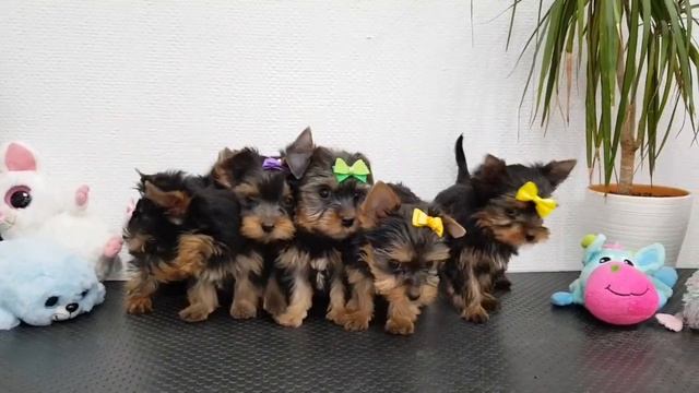 Щенки йоркширского терьера, питомник йорков смотреть онлайн