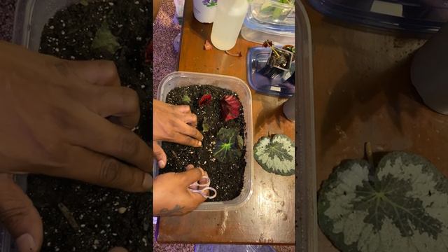 Begonia Propagation. A few different methods смотреть онлайн