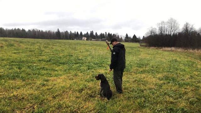 Занятие по апортировке смотреть онлайн