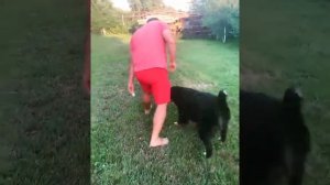 Дрессировка Бернский зенненхунд