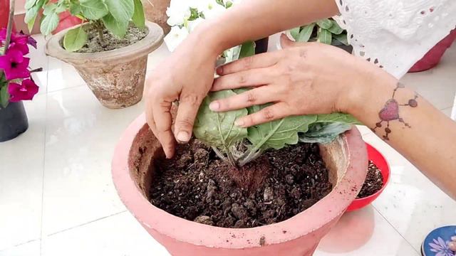 gerbera plant care/ summer care of gerbera/गर्मियों में जरबेरा की कैसे देखभाल करें смотреть онлайн