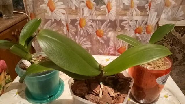 Куда лучше поставить орхидею зимой, а куда летом. смотреть онлайн