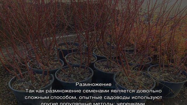 Барбарис Ред Рокет — описание и выращивание смотреть онлайн