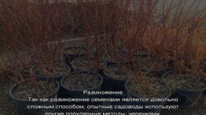 Барбарис Ред Рокет — описание и выращивание