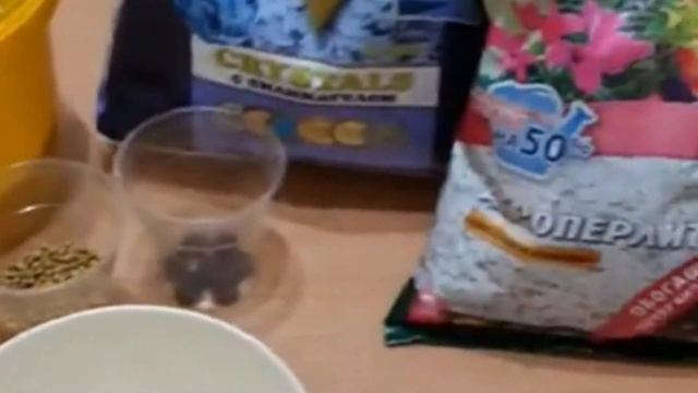 Пересадка эхеверии // Эхеверияны жаңа ыдысқа отырғызу. смотреть онлайн