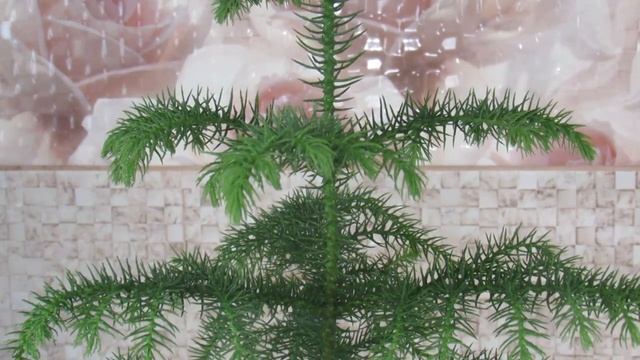 КОМНАТНАЯ ЕЛЬ или АРАУКАРИЯ УХОД И ВОСПИТАНИЕ смотреть онлайн