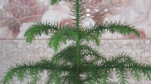 КОМНАТНАЯ ЕЛЬ или  АРАУКАРИЯ  УХОД И ВОСПИТАНИЕ