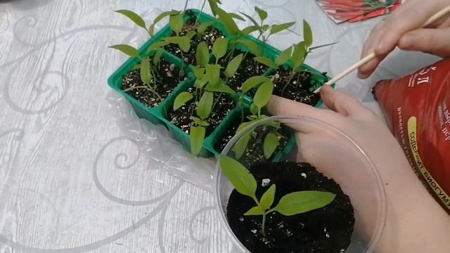 60.Пикировка рассады сладкого и горького перцев/06.03.2022 смотреть онлайн