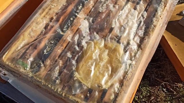 Эксперименты. Какая подкормка зимой лучше и нужна ли она вообще. смотреть онлайн