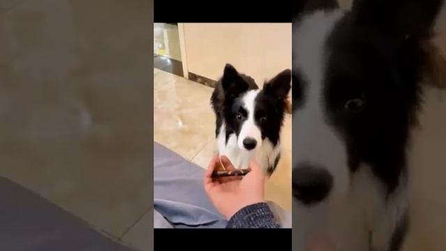 Смешное видео. Умная собака,  мне бы такую
