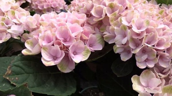 Hydrangea macrophylla 'Magical Revolution Pink'