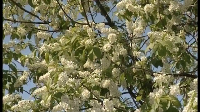 День 11.05.16_mpeg4 смотреть онлайн