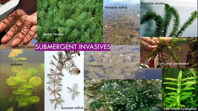 Lake Plants—The Good, the Bad, the Ugly, and the Beautiful смотреть онлайн