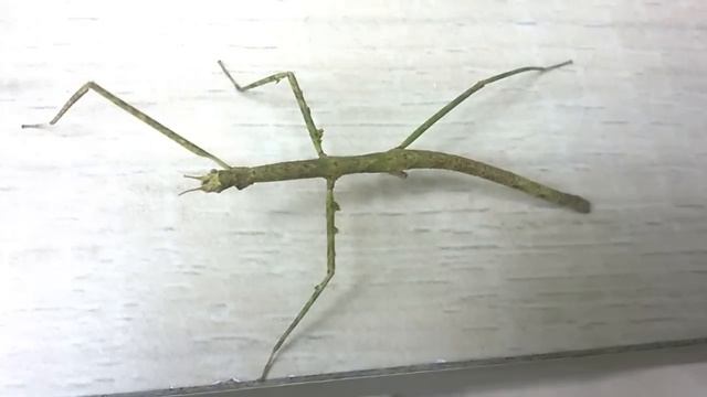 Гигантские насекомые в моем Зимнем саду _ смотреть онлайн