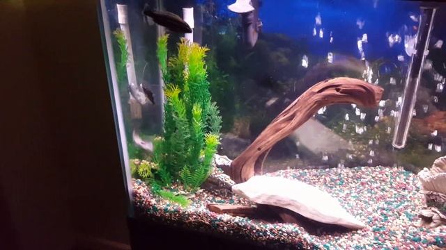 African Cichlids & Clown Knife