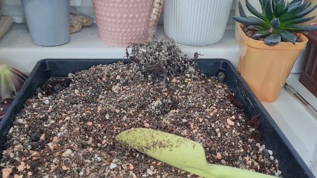 Как сформировать, обрезать эониум #Aeonium