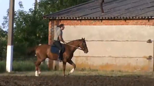 кобыла Бездна 2009 г.р., 165 в/х. (рысь под седлом) смотреть онлайн