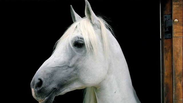 Самсонова Саша ЛОШАДИ смотреть онлайн