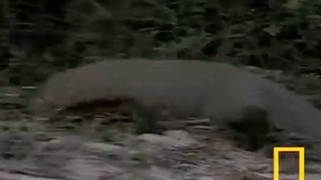 кобра и мангуст смотреть онлайн