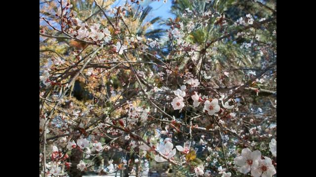 Весна, весна, как воздух чист. Евгений Баратынский (слушать) смотреть онлайн