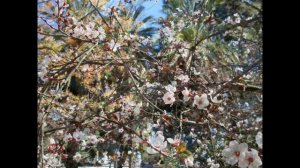 Весна, весна, как воздух чист. Евгений Баратынский (слушать)