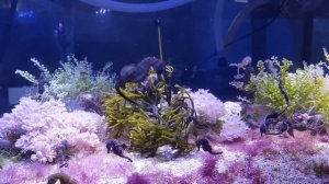 Морские коньки в аквариуме. Завораживающее видео
