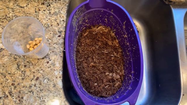 Germinating some famous Ginkgo seeds смотреть онлайн