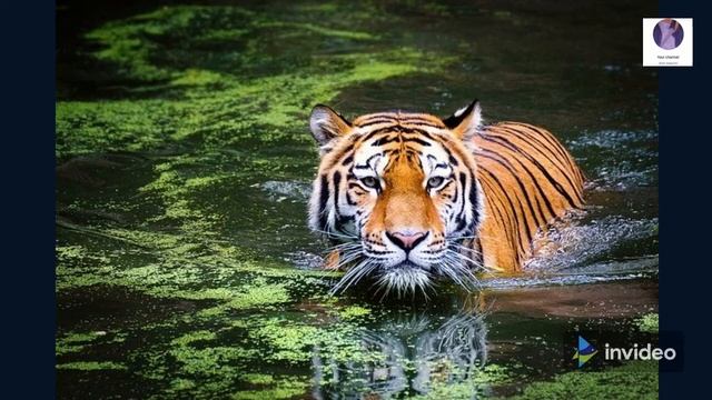 ANIMAL WORLD - AWESOME WILD CAT COMPILATION