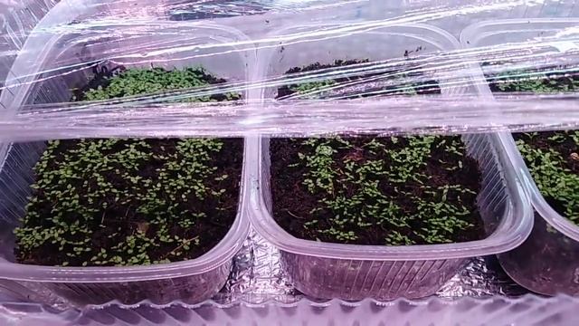 Эустома из своих семян.