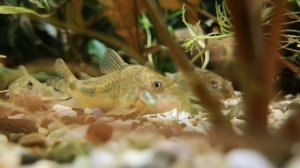 КРИПТОКОРИНА ПАРВА. СОДЕРЖАНИЕ В АКВАРИУМЕ И СОВЕТЫ ПО УХОДУ