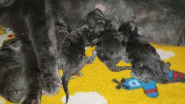 Новорожденные котята мейн-кун смотреть онлайн