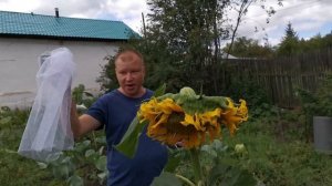 Как защитить подсолнух от птиц на ?? 100% ??!