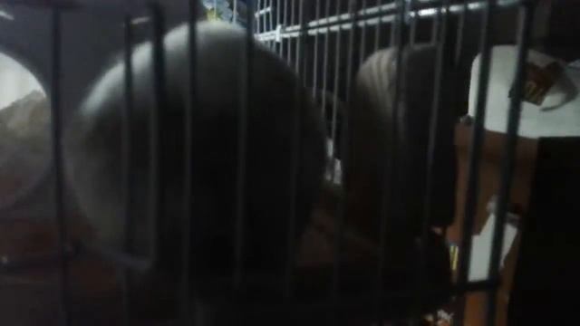 Какая клетк у хамика. смотреть онлайн